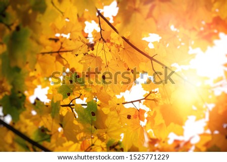Nice yellow orange red leaves  nature background abstract macro close up autumn