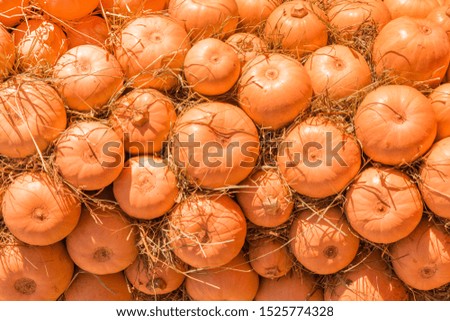 ripe pumpkins installation, autumn background 