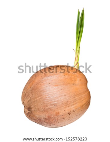 Sprout of coconut tree isolated on white background with clipping path