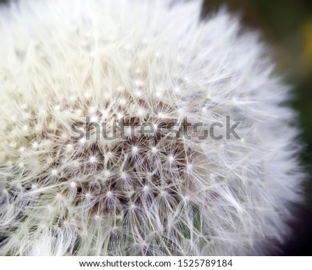 beautiful white dandelion flower with parachutes in the spring season on a meadow