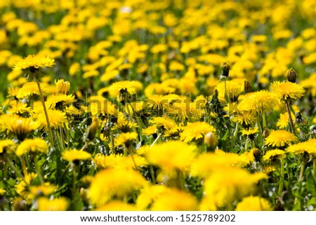 real wild yellow beautiful dandelions in the field with green grass in the spring field close-up, meadow flowers