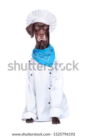 Full length picture of sitting pointer dog wearing chef uniform