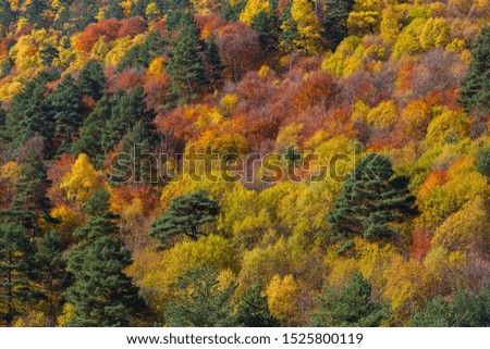 Coniferous and deciduous forest on the mountainside. Bright multi-colored autumn foliage and green pine trees. Natural background