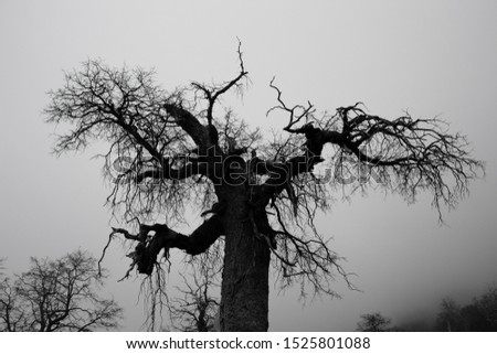 A creepy tree found on the way to the mountain tops of Altos de Lircay National Park, located deep in the mountains of southern Chile. The longer you follow the path, the creepier it gets