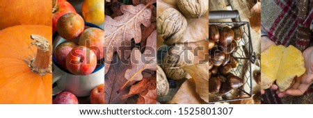 Collage set of autumn fall images with pumpkins dry colorful foliage walnuts plums chestnuts in wicker basket. Warm color palette earthy tones cozy atmosphere