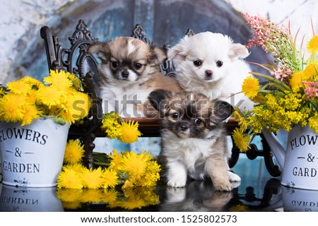 Chihuahua Longhair puppies and spring dandelion flowers