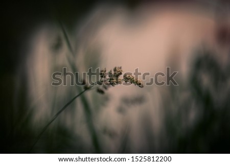 Gentle
a stalk of grass at sunset in summer in the field. Environmental conservation. Elegant, stylish minimalism.
