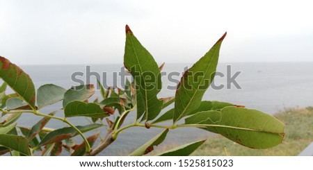 A branch of autumn leaves on a background of the sea. Autumn landscape. Natural background. The symbolic picture of the beginning of wilting. Calm light autumn mood.
