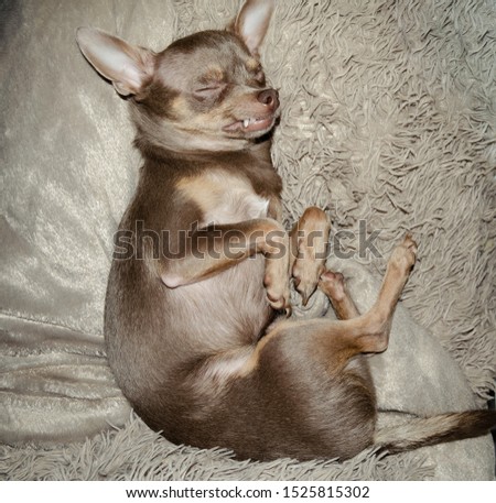 funny little dog sleeping on his back. Chihuahua
