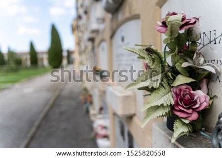 Stock photo of a Detail of a flower in the tomb with the cemetery out of focus in the background. Bologna, Italy. Travel concept