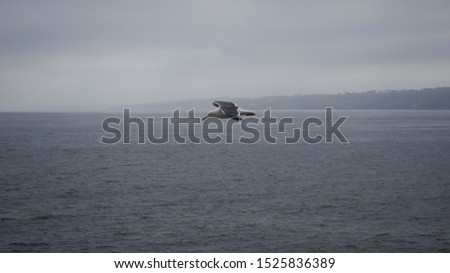 Seagull in flight on gray day