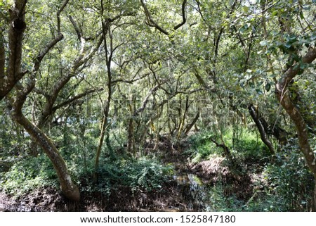 Mangrove forest hold a large amount of carbon stock
