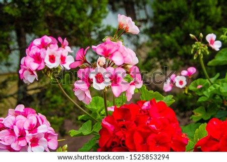 Beauty flower on background in flowering garden.