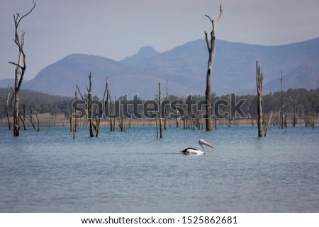 Pelican swimming on a lake amongst lots of dead trees. Mountainous background.