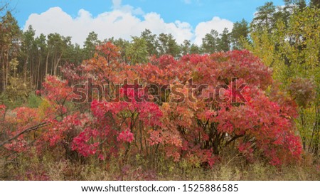 A variety of colors of autumn in the forest October 2019