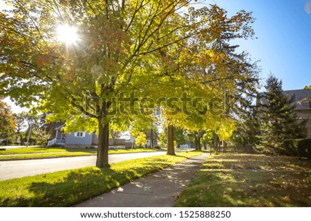 Autumn park natural landscape. Golden leaves foliage on trees in front of road in village at late Autumn