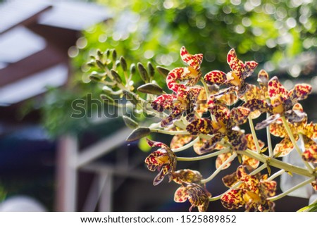 The picture of a tiger orchid planted in the front garden in the morning on a clear day. The flowers are colored with spots resembling the pattern of a tiger.
