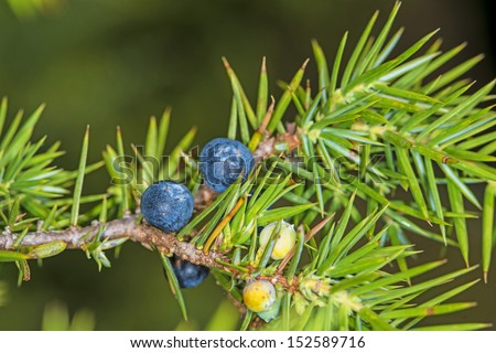 juniper berries Royalty-Free Stock Photo #152589716