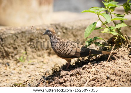 turtle doves bird looking for small twig to make a nest