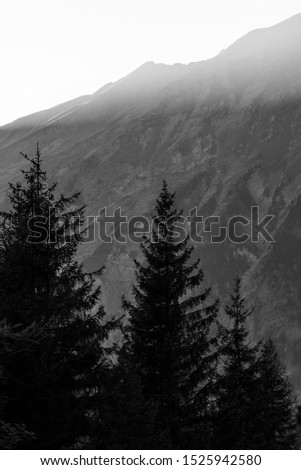silhouette of pine  with the background of mountain , black and white landscape