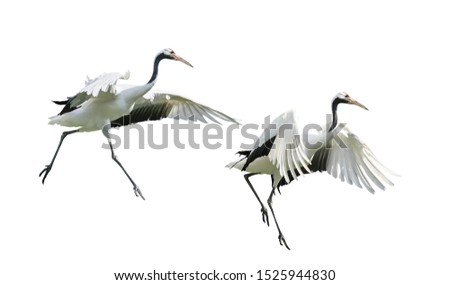 Red-Crowned crane isolated on white