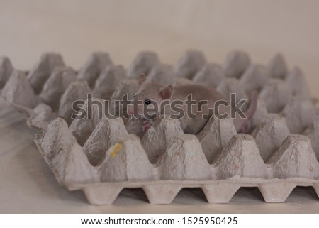 A rat sits on an egg package. The mouse sits on a cardboard box. Decorative rodents closeup.