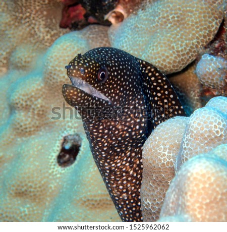 Moray eel grins at camera from reef