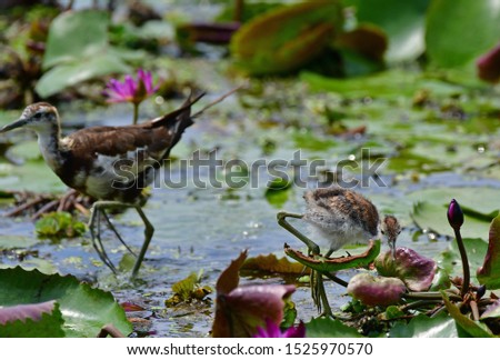 pheasant-tailed jacana (Hydrophasianus chirurgus) is a jacana in the monotypic genus Hydrophasianus. Like all other jacanas they have elongated toes and nails that enable them to walk on floating tree