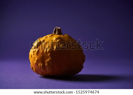 Small textured pumpkin on a purple background. Halloween decoration. Holiday Poster or Harvest. Copy space