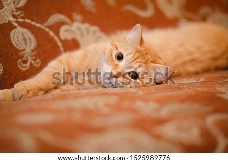 
A cute ginger cat lies on its back on a sofa or bed and stretches. With yellow eyes. Picture