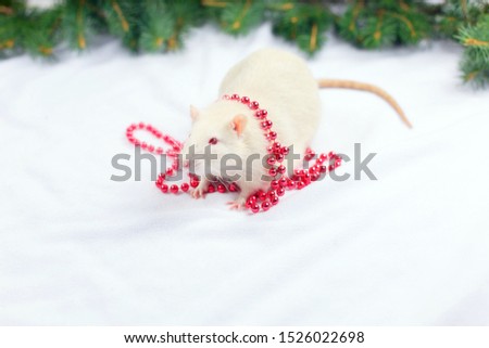 Cute white rat in red christmas beads on white background, fir branches. Happy New Year 2020 greeting card.
