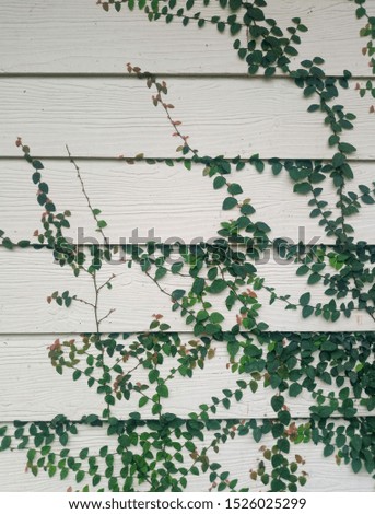 ivy leaf on wood plank wall