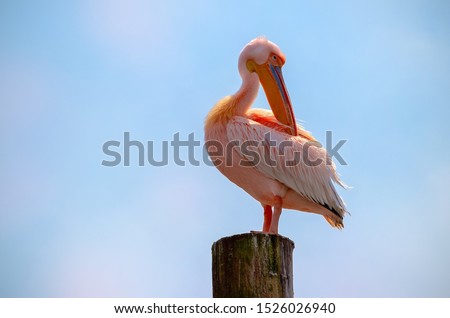 Wild african birds close-up. One Great Pink Namibian Pelican Bird Against a Bright Blue Sky