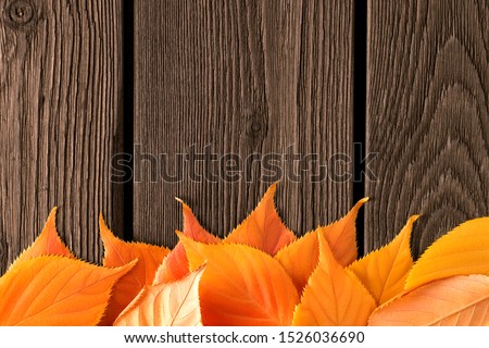 Top view on creative modern trendy beautiful designer template of yellow and red autumn fallen linden leaves at the bottom of a picture on wooden rustic old brown boards with empty place for text