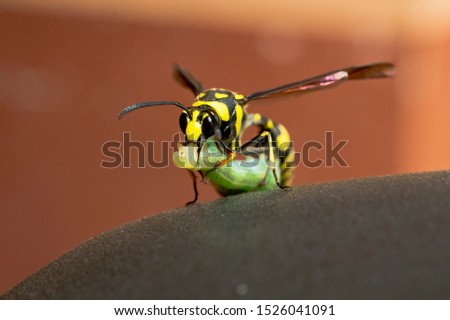 wasp biting and carrying caterpillar