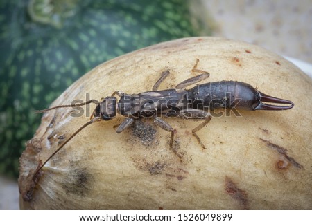 closeup with female earwig dermaptera insect