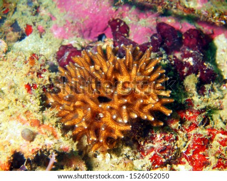 The surprising underwater world of Philippine sea, island Mindoro, stone coral