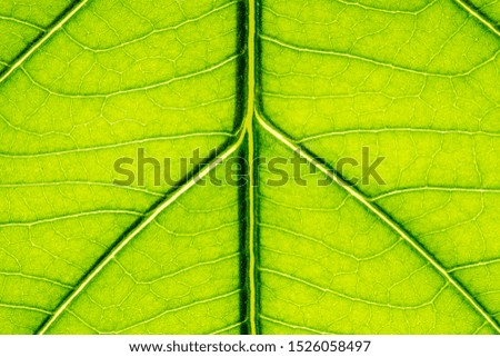 Close-up green leaf texture for green background