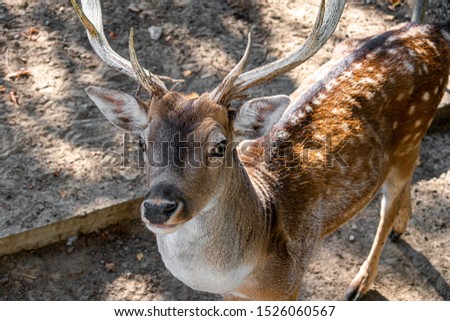 deer from a park who looks calmly at the camera