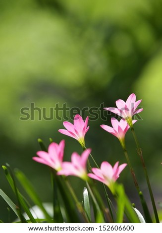 beautiful tropical purple rain lilies on green leaves background under natural sunlight 