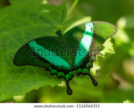 green butterfly half in shadow on a leaf