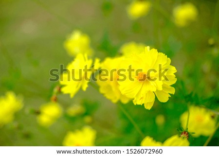 beautiful yellow flower wallpaper background