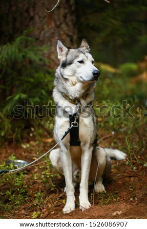 dog breed husky in the green forest for a walk.