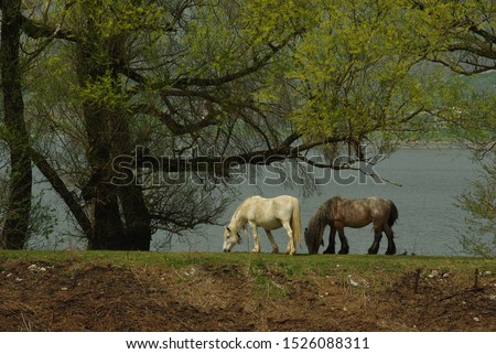 Two horses grazing under a tree on Lake Matese, Campania, Italy