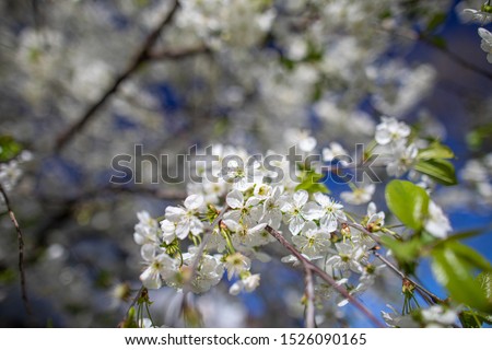 White cherry blossom on blurred background