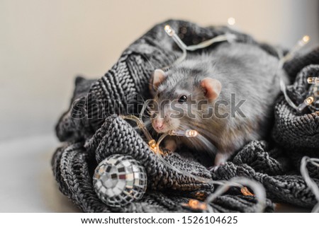 Cute dark grey fancy rat sitting on cozy grey sweater in cozy garland lights