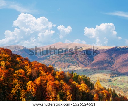 Bright autumn forest on a mountain slope. Location place of Carpathian mountains, Ukraine, Europe. Fresh seasonal wallpaper background. Photo of nature concept. Discover the beauty of earth.