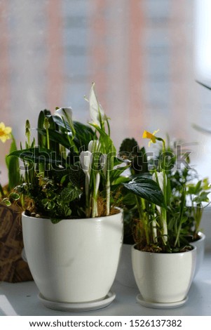 Beautiful white and yellow flowers in flower pots on the windowsill. daylight. close-up. botany. home flowers