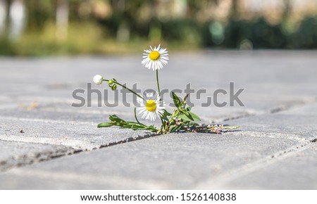 Plant weeds between paving tiles