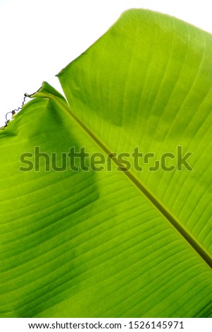 Bright colorful banana leaf. Closeup green banana leave texture for natural background. 
